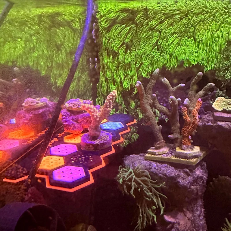 Aquarium Fluorescent Magnetic  - đánh giá và giá Coral Frag Plug