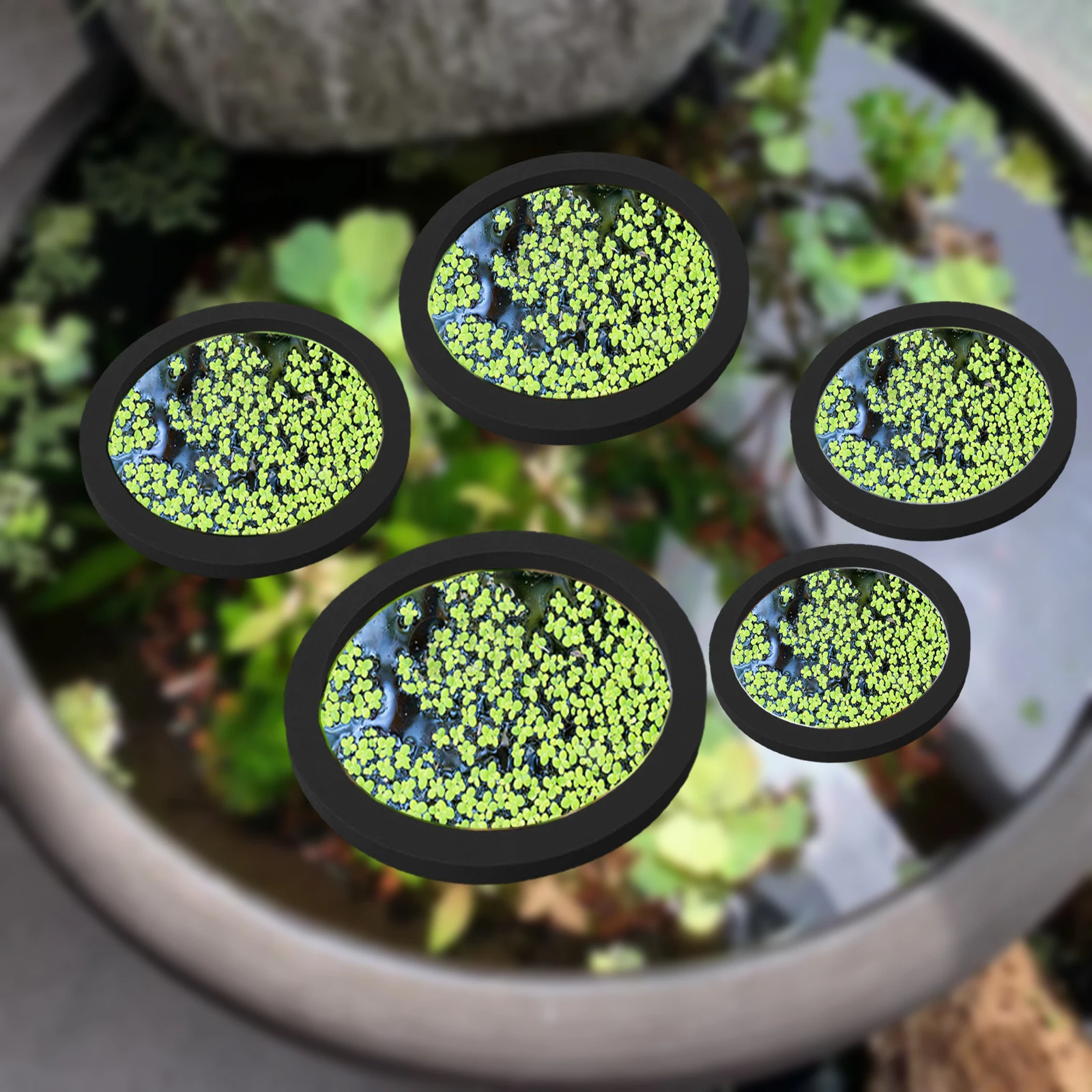 5Pcs EVA Fish Feeding Ring Aqu - đánh giá và giá Aquarium Marine Plants