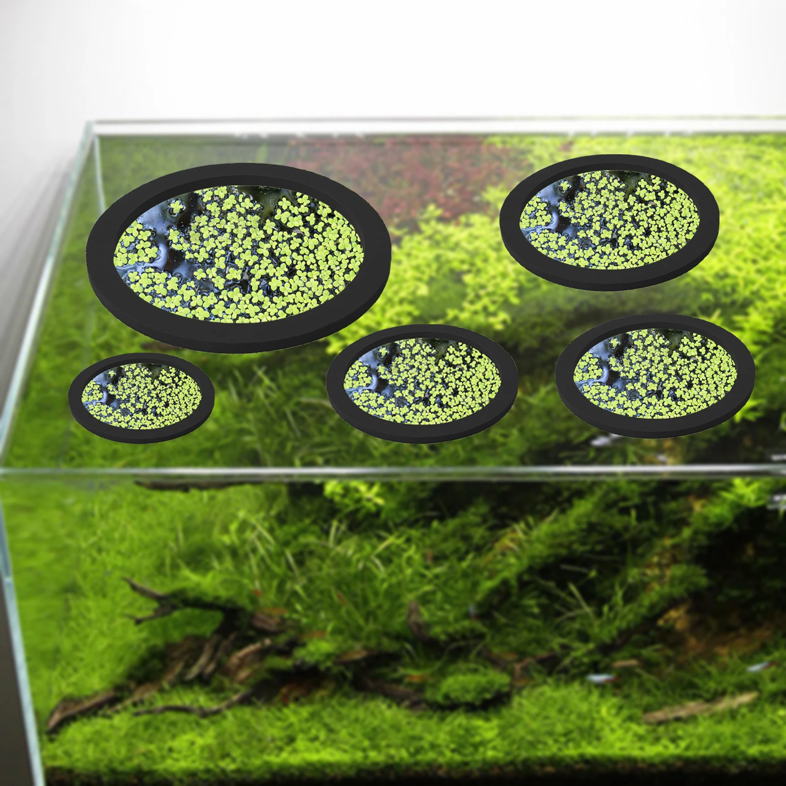 5Pcs EVA Fish Feeding Ring Aqu - đánh giá và giá Aquarium Marine Plants