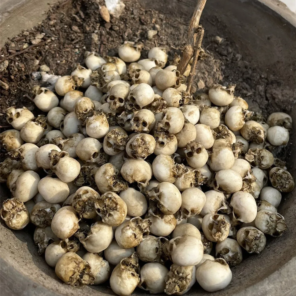 Mini Skull High Quality Miniat - đánh giá và giá Aquarium Marine Plants