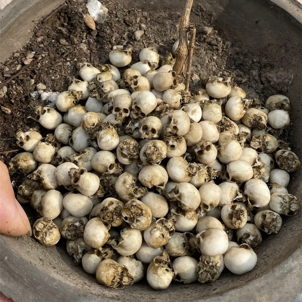 Mini Skull High Quality Miniat - đánh giá và giá Aquarium Marine Plants