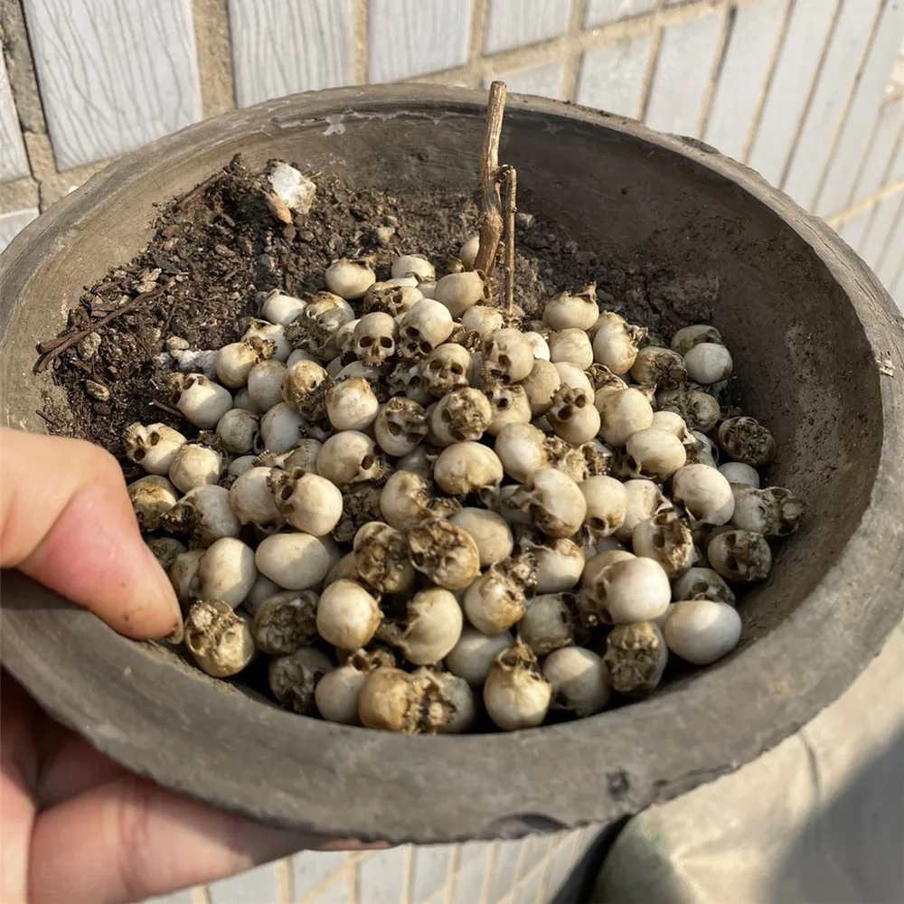 Mini Skull High Quality Miniat - đánh giá và giá Aquarium Marine Plants