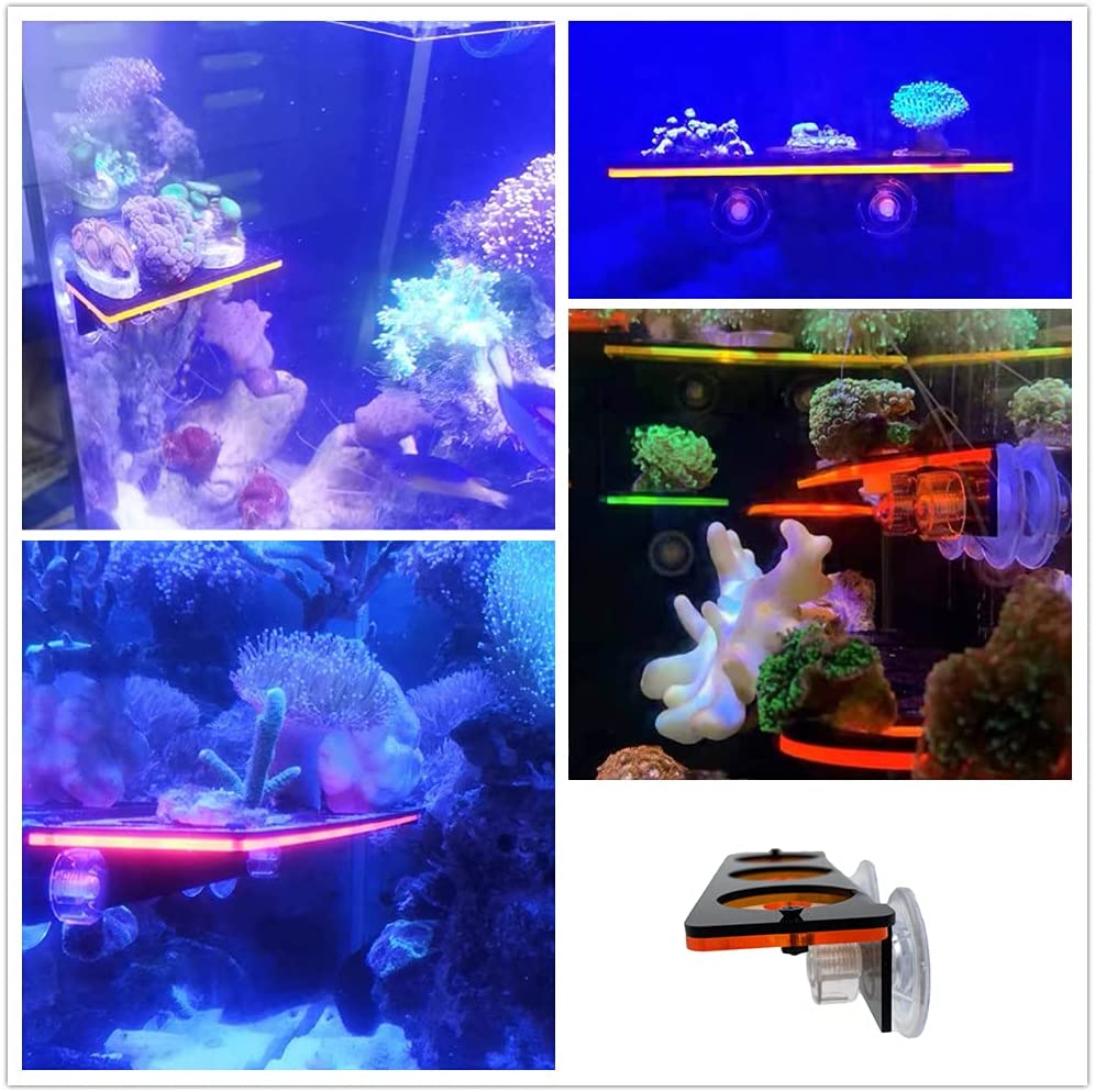 Cá Huỳnh Quang San Hô Frag-he  - đánh giá và giá Coral Frag Plug